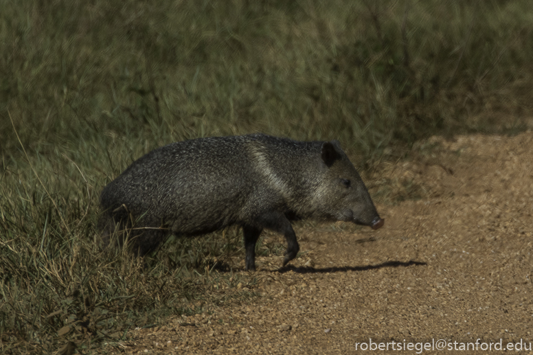 pantanal